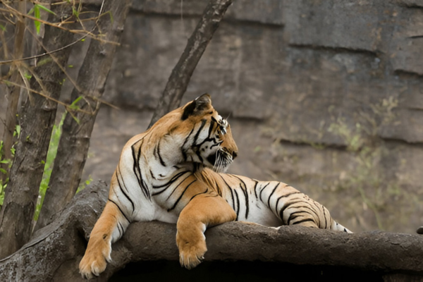 Dulahazra Safari Park